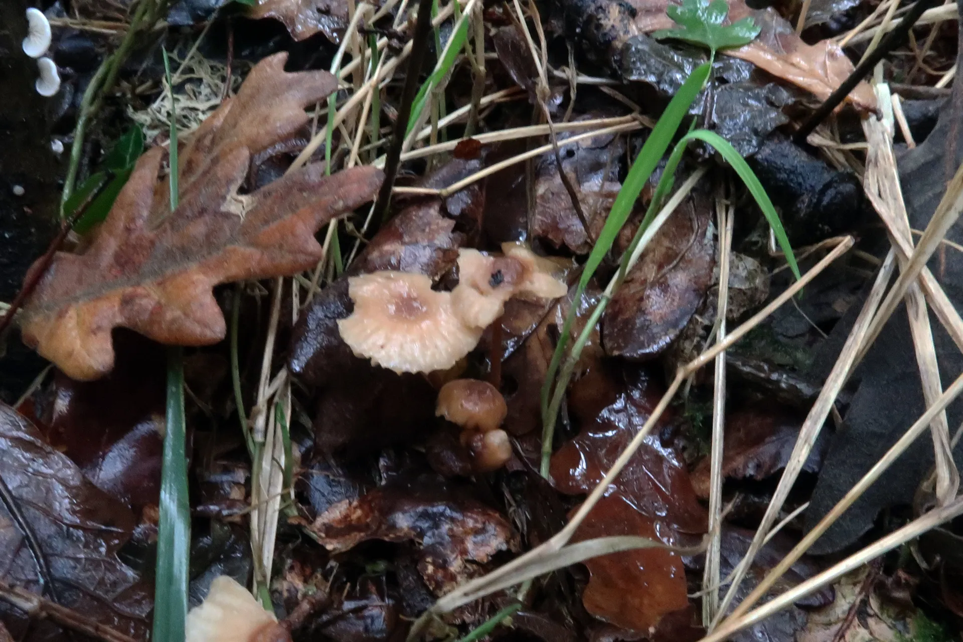Marasmius cohaerens - 1 - IMG_1897